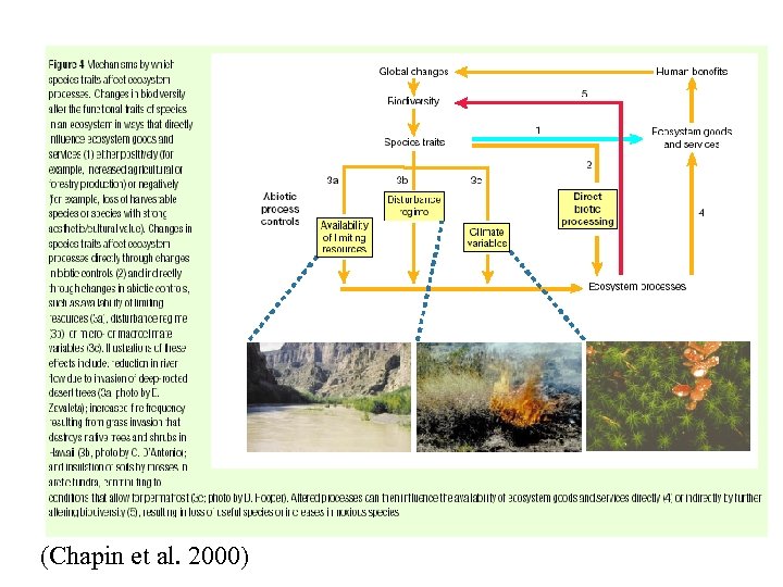 (Chapin et al. 2000) 