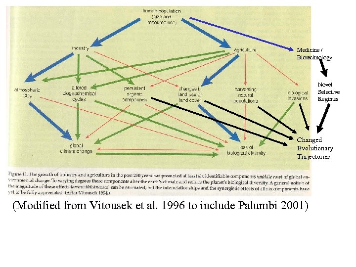 Medicine / Biotechnology Novel Selective Regimes Changed Evolutionary Trajectories (Modified from Vitousek et al.