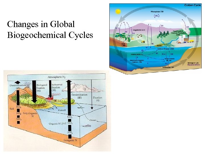 Changes in Global Biogeochemical Cycles 
