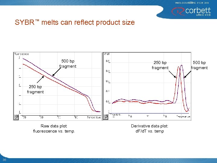 SYBR™ melts can reflect product size 500 bp fragment 250 bp fragment Raw data
