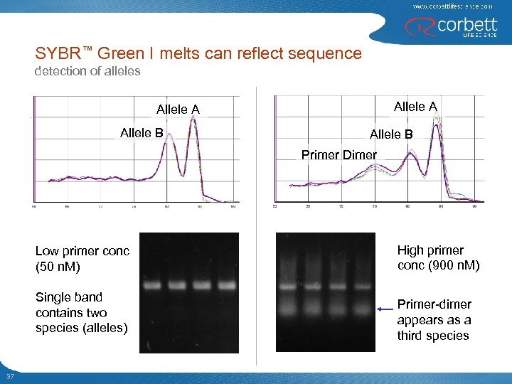 SYBR™ Green I melts can reflect sequence detection of alleles Allele A Allele B