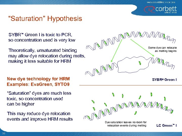 “Saturation” Hypothesis SYBR™ Green I is toxic to PCR, so concentration used is very