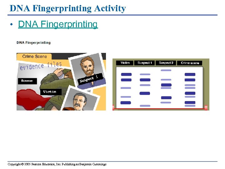 DNA Fingerprinting Activity • DNA Fingerprinting Copyright © 2005 Pearson Education, Inc. Publishing as