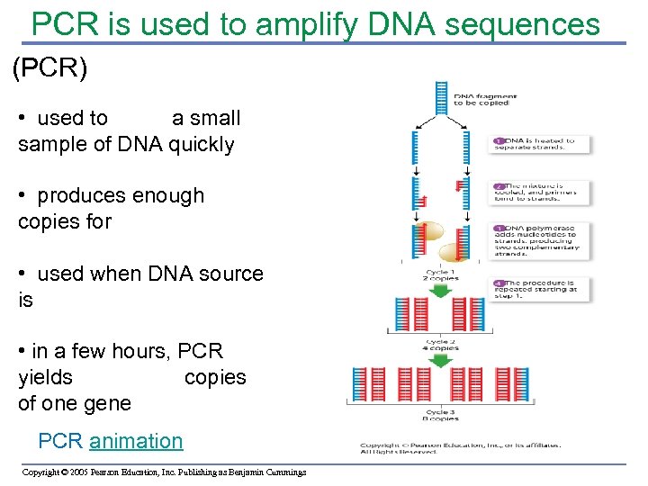 PCR is used to amplify DNA sequences (PCR) polymerase chain reaction • used to