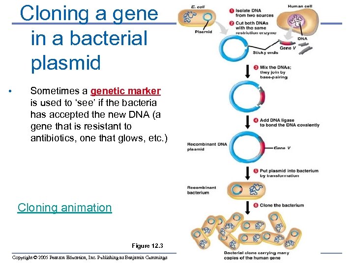 Cloning a gene in a bacterial plasmid • Sometimes a genetic marker is used
