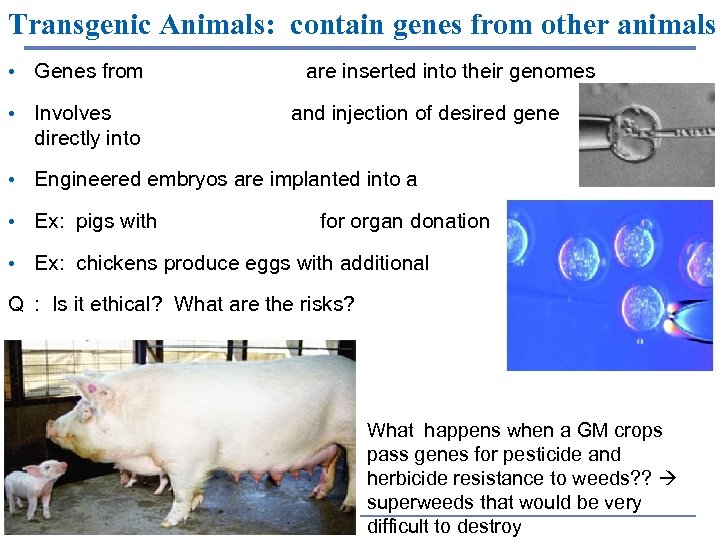 Transgenic Animals: contain genes from other animals • Genes from other organisms are inserted