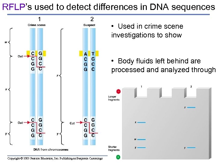RFLP’s used to detect differences in DNA sequences 1 2 • Used in crime