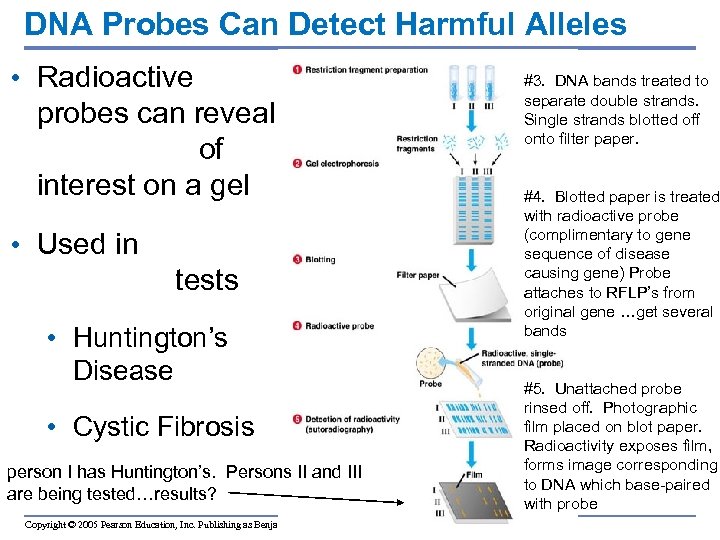 DNA Probes Can Detect Harmful Alleles • Radioactive probes can reveal DNA bands of