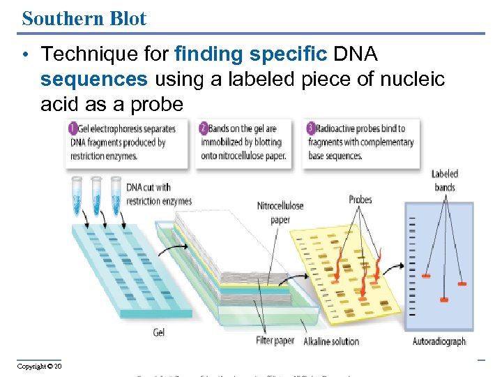 Southern Blot • Technique for finding specific DNA sequences using a labeled piece of