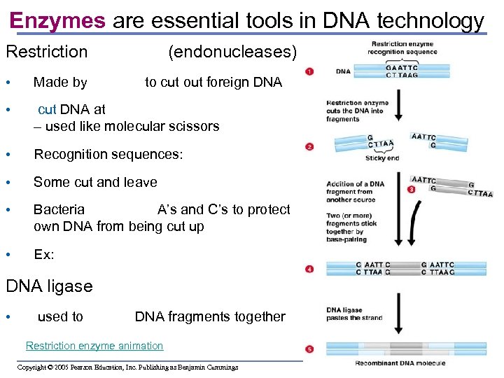 Enzymes are essential tools in DNA technology Restriction enzymes (endonucleases) • Made by bacteria