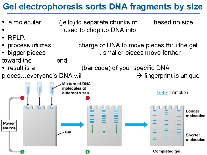 Gel electrophoresis sorts DNA fragments by size • a molecular sieve (jello) to separate