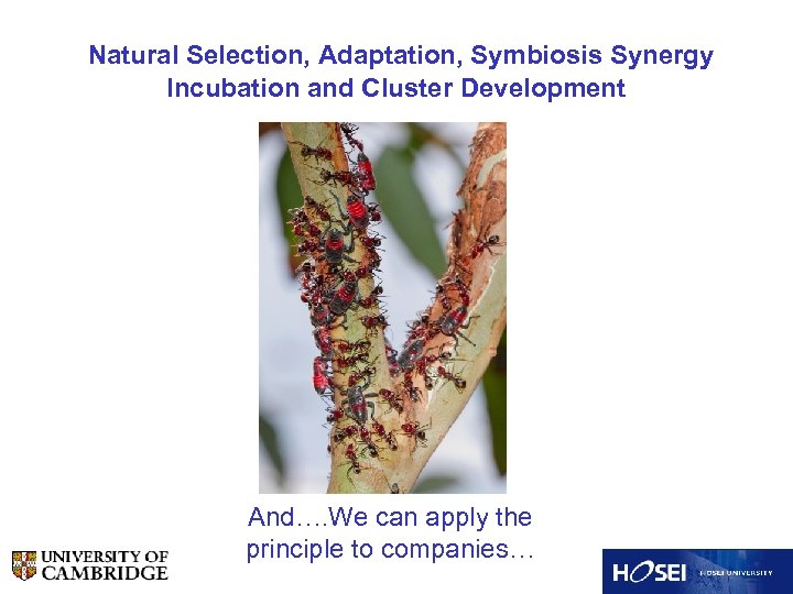 Natural Selection, Adaptation, Symbiosis Synergy Incubation and Cluster Development And…. We can apply the
