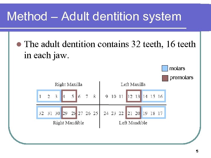 Method – Adult dentition system l The adult dentition contains 32 teeth, 16 teeth