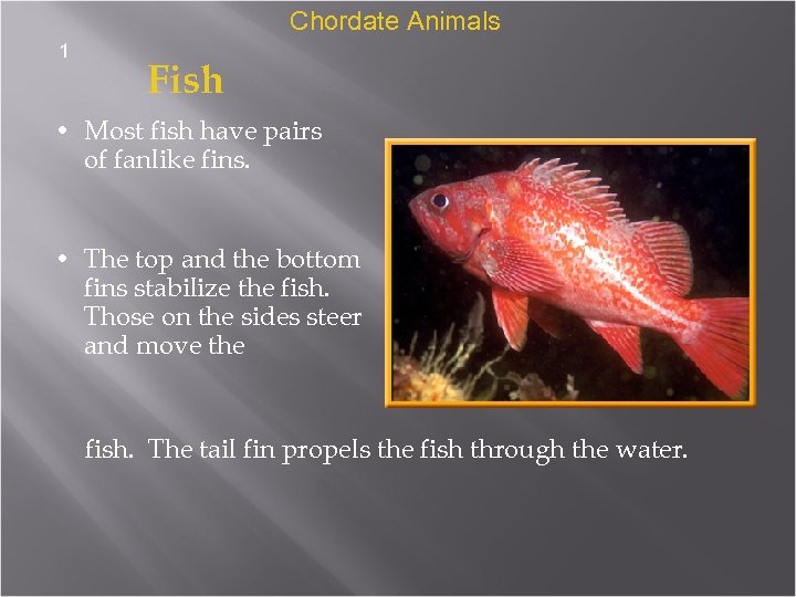 Chordate Animals 1 Fish • Most fish have pairs of fanlike fins. • The