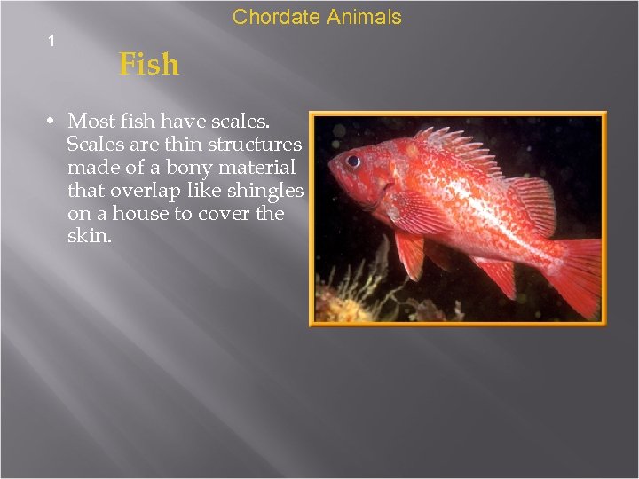 Chordate Animals 1 Fish • Most fish have scales. Scales are thin structures made