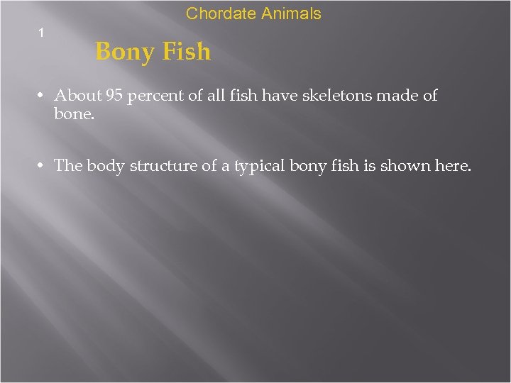 Chordate Animals 1 Bony Fish • About 95 percent of all fish have skeletons