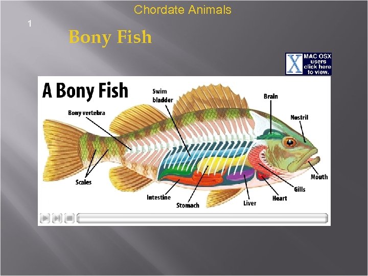 CHAPTER 18 VERTEBRATES Section 1 Chordates Chordate