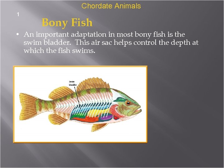 Chordate Animals 1 Bony Fish • An important adaptation in most bony fish is