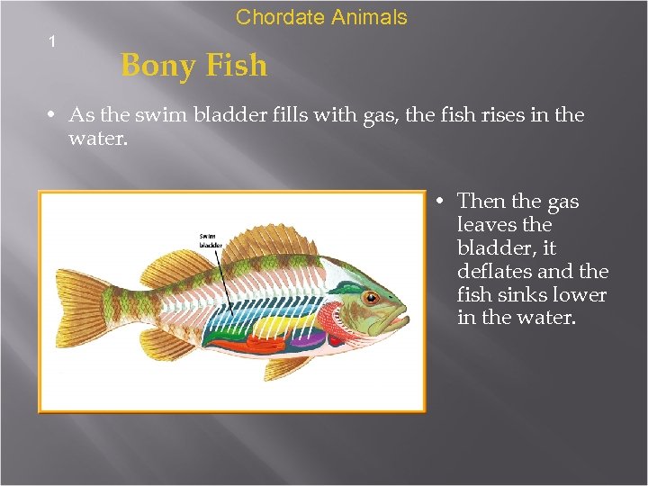 Chordate Animals 1 Bony Fish • As the swim bladder fills with gas, the