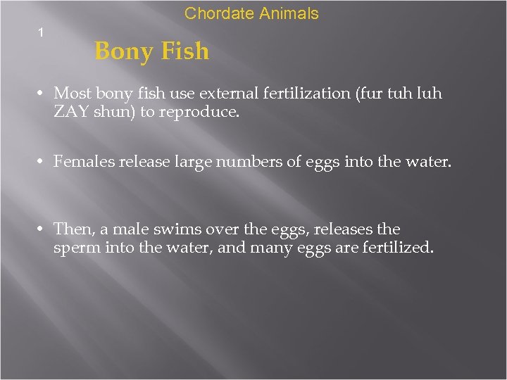 Chordate Animals 1 Bony Fish • Most bony fish use external fertilization (fur tuh