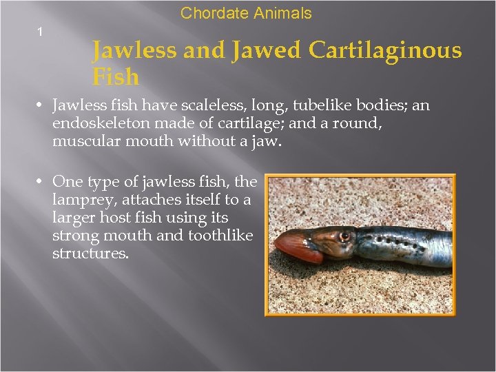 Chordate Animals 1 Jawless and Jawed Cartilaginous Fish • Jawless fish have scaleless, long,