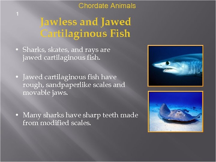 Chordate Animals 1 Jawless and Jawed Cartilaginous Fish • Sharks, skates, and rays are