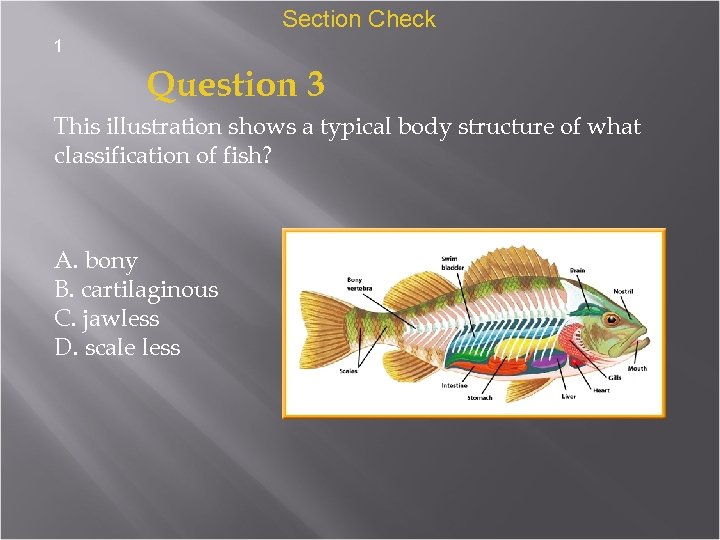 Section Check 1 Question 3 This illustration shows a typical body structure of what