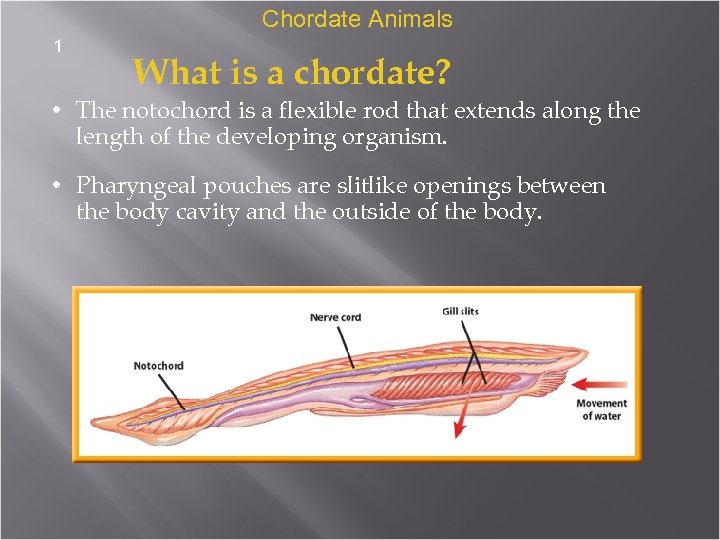 Chordate Animals 1 What is a chordate? • The notochord is a flexible rod