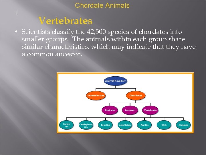 Chordate Animals 1 Vertebrates • Scientists classify the 42, 500 species of chordates into