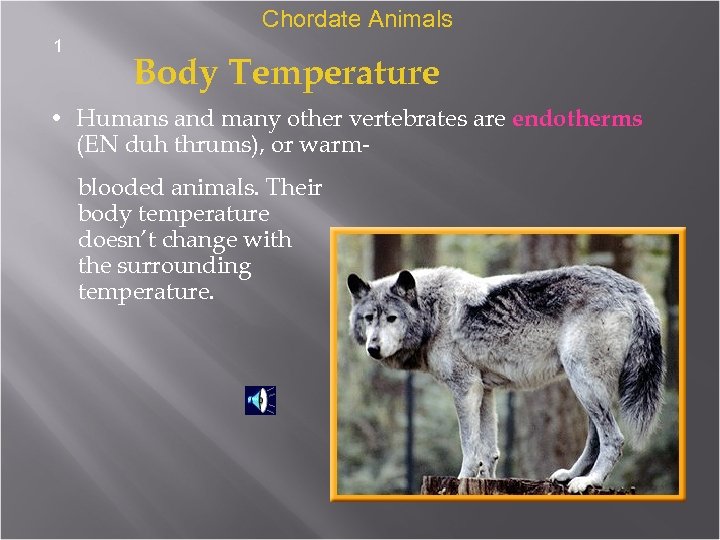 Chordate Animals 1 Body Temperature • Humans and many other vertebrates are endotherms (EN