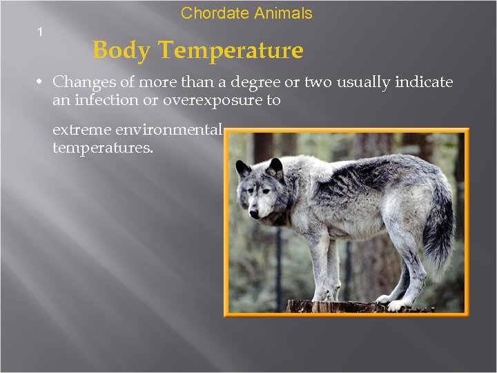 Chordate Animals 1 Body Temperature • Changes of more than a degree or two