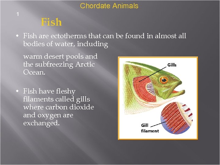 Chordate Animals 1 Fish • Fish are ectotherms that can be found in almost