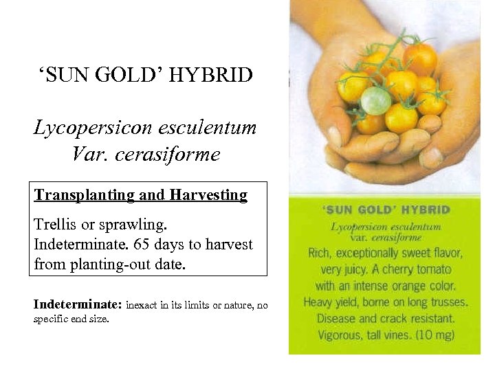 ‘SUN GOLD’ HYBRID Lycopersicon esculentum Var. cerasiforme Transplanting and Harvesting Trellis or sprawling. Indeterminate.