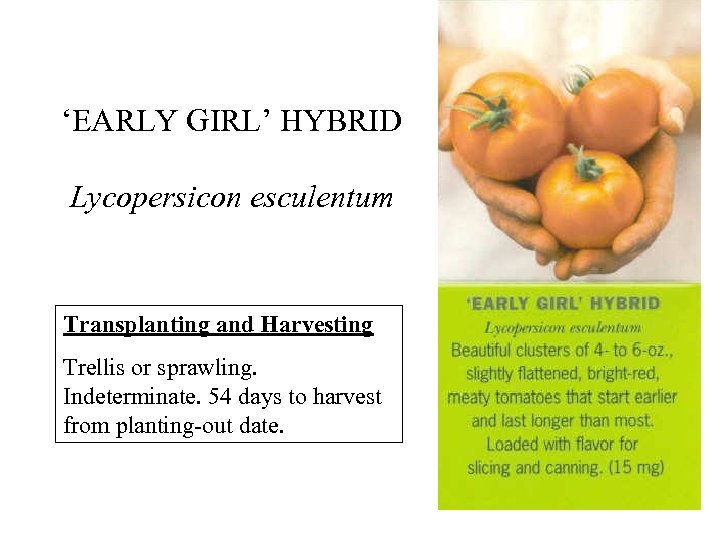 ‘EARLY GIRL’ HYBRID Lycopersicon esculentum Transplanting and Harvesting Trellis or sprawling. Indeterminate. 54 days