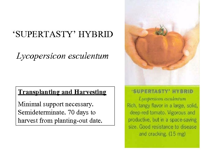 ‘SUPERTASTY’ HYBRID Lycopersicon esculentum Transplanting and Harvesting Minimal support necessary. Semideterminate. 70 days to