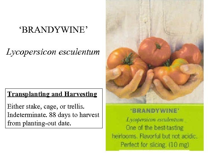 ‘BRANDYWINE’ Lycopersicon esculentum Transplanting and Harvesting Either stake, cage, or trellis. Indeterminate. 88 days