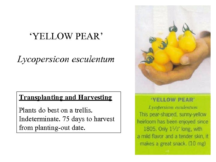 ‘YELLOW PEAR’ Lycopersicon esculentum Transplanting and Harvesting Plants do best on a trellis. Indeterminate.