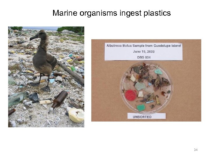Marine organisms ingest plastics 24 