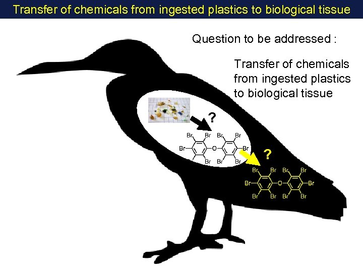 Transfer of chemicals from ingested plastics to biological tissue Question to be addressed :