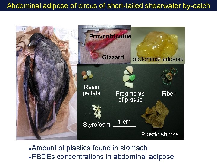 Abdominal adipose of circus of short-tailed shearwater by-catch Proventriculus Gizzard Resin pellets Styrofoam abdominal