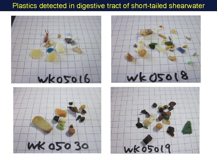 Plastics detected in digestive tract of short-tailed shearwater 