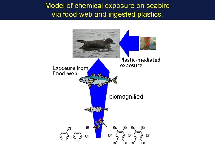 Model of chemical exposure on seabird via food-web and ingested plastics. Exposure from Food-web