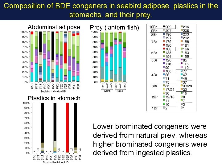 Composition of BDE congeners in seabird adipose, plastics in the stomachs, and their prey.