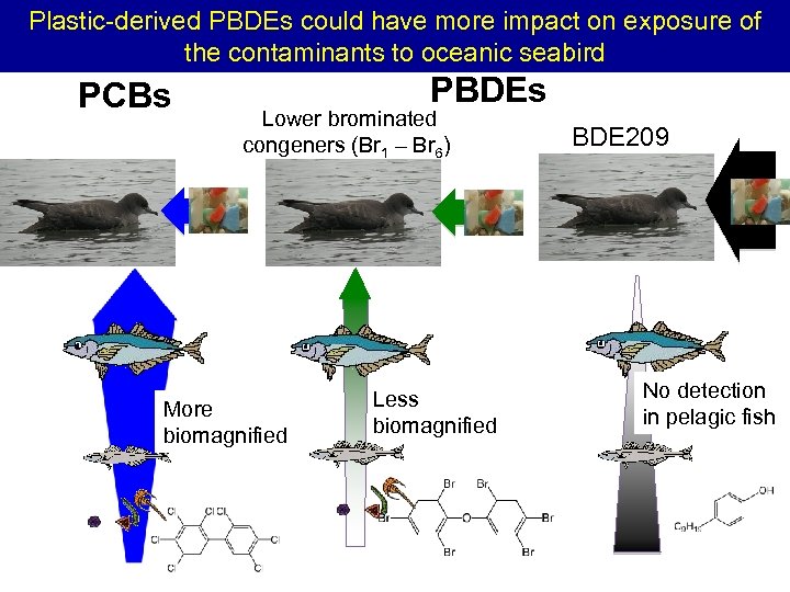 Plastic-derived PBDEs could have more impact on exposure of the contaminants to oceanic seabird
