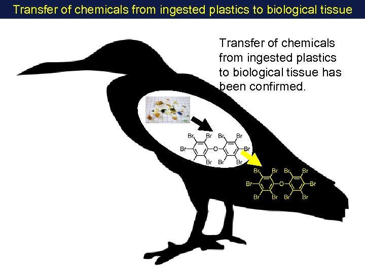 Transfer of chemicals from ingested plastics to biological tissue has been confirmed. 
