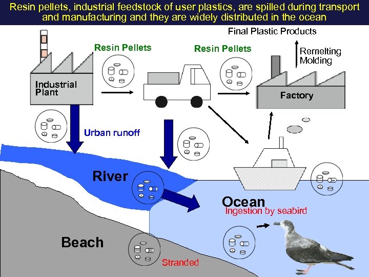 Resin pellets, industrial feedstock of user plastics, are spilled during transport and manufacturing and