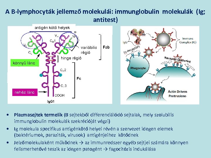 A B-lymphocyták jellemző molekulái: immunglobulin molekulák (Ig; antitest) antigén kötő helyek variábilis régió hinge