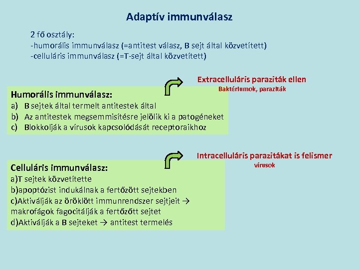 Adaptív immunválasz 2 fő osztály: -humorális immunválasz (=antitest válasz, B sejt által közvetített) -celluláris