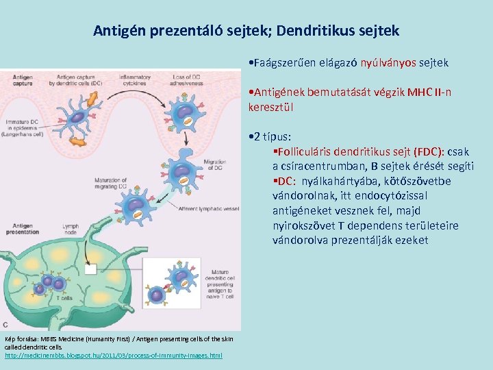 Antigén prezentáló sejtek; Dendritikus sejtek • Faágszerűen elágazó nyúlványos sejtek • Antigének bemutatását végzik