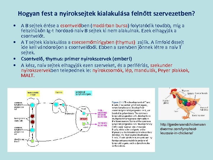 Hogyan fest a nyiroksejtek kialakulása felnőtt szervezetben? • A B sejtek érése a csontvelőben